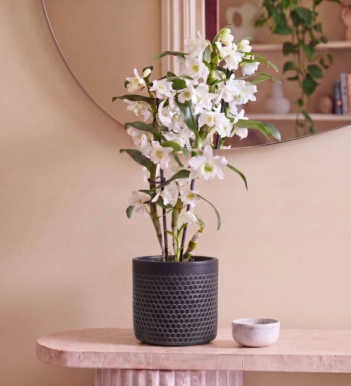6 Months of Houseplants Bundle