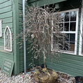 Weeping Pussy Willow | Salix caprea 'Pendula'