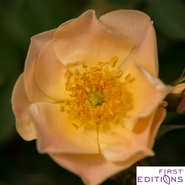 Above and Beyond™ Rose | Rosa
