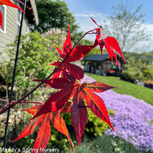 Acer Emperor® Japanese Maple | Acer palmatum