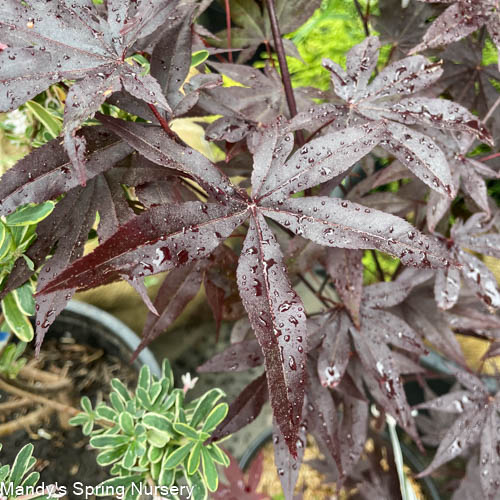 Acer Emperor® Japanese Maple | Acer palmatum