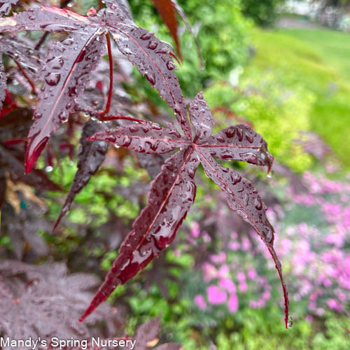 Acer Emperor® Japanese Maple | Acer palmatum