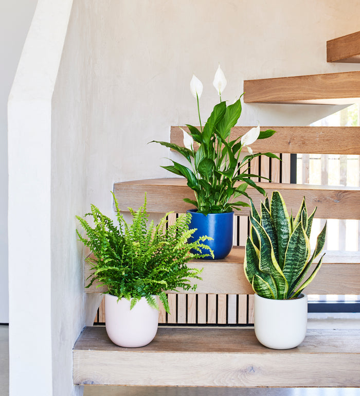 Air Purifying Bundle