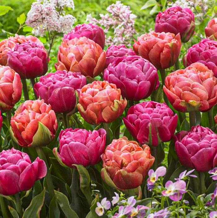 Amazing Double Tulip Mix