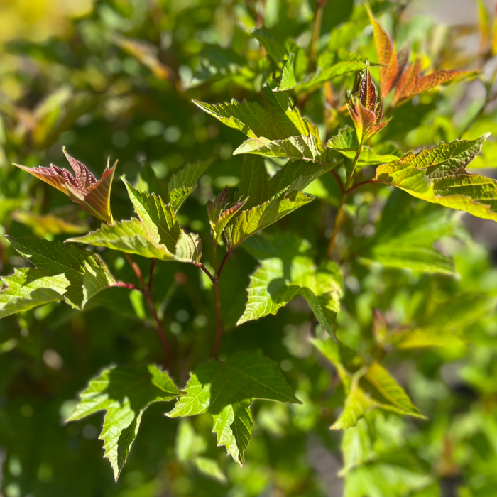 American Cranberry Bush | Viburnum trilobum