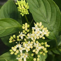 Arctic Fire Yellow Dogwood | Cornus stolonifera