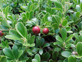 Arctostaphylos | Massachusetts Hybrid