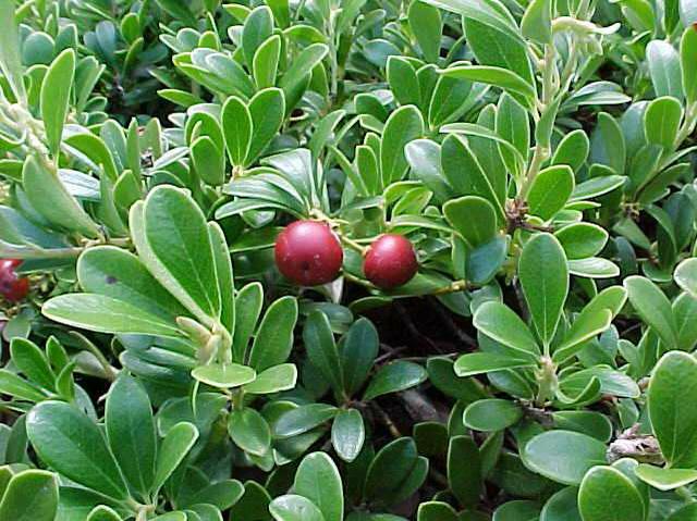 Arctostaphylos | Massachusetts Hybrid