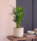 Areca Palm