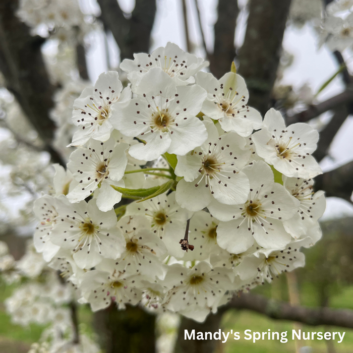 Aristocrat Pear | Pyrus calleryana 'Aristocrat'
