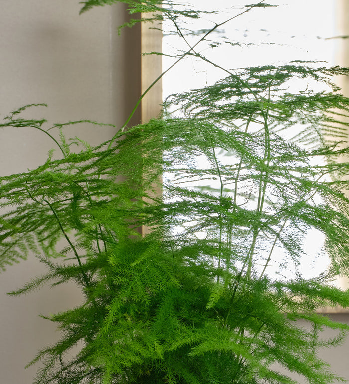 Asparagus Fern