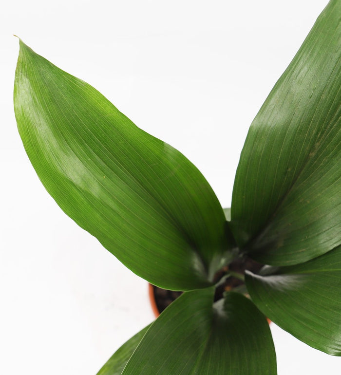 Aspidistra