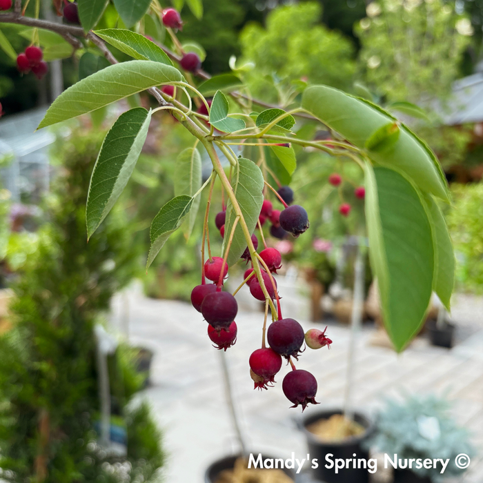 Autumn Brilliance Serviceberry | Amelanchier x grandiflora