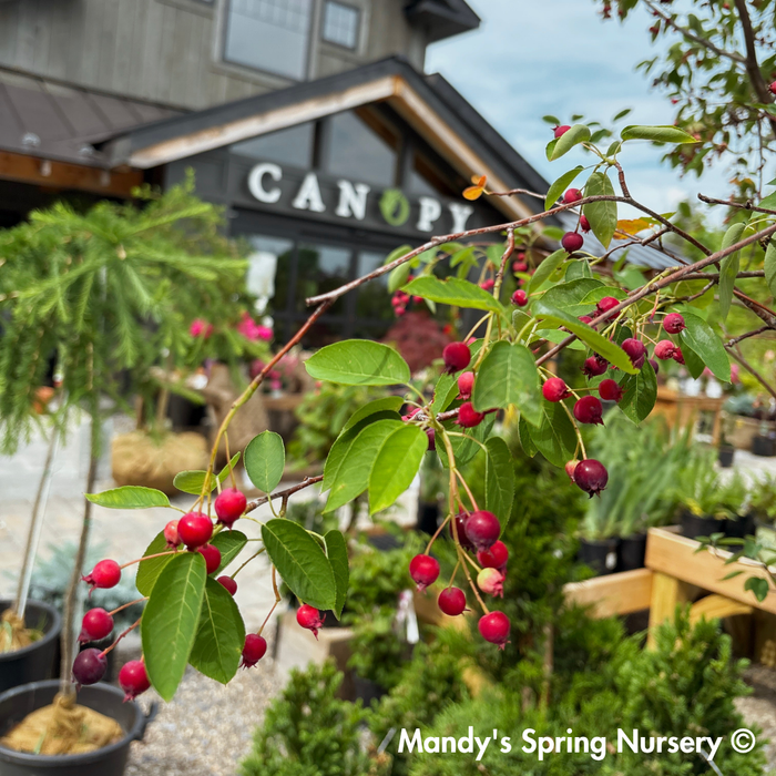 Autumn Brilliance Serviceberry | Amelanchier x grandiflora