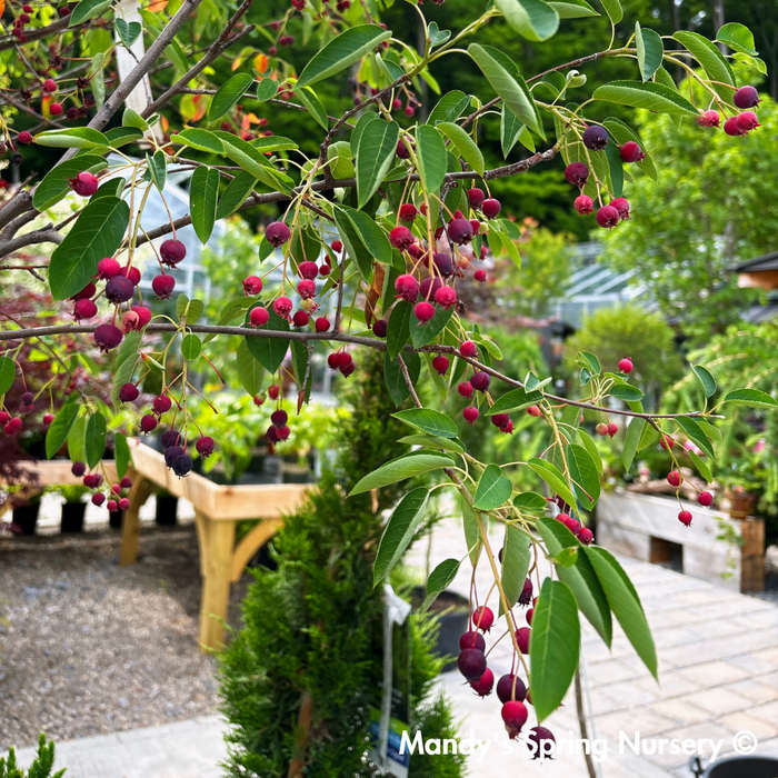 Autumn Brilliance Serviceberry | Amelanchier x grandiflora