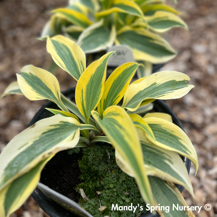 Autumn Frost Hosta