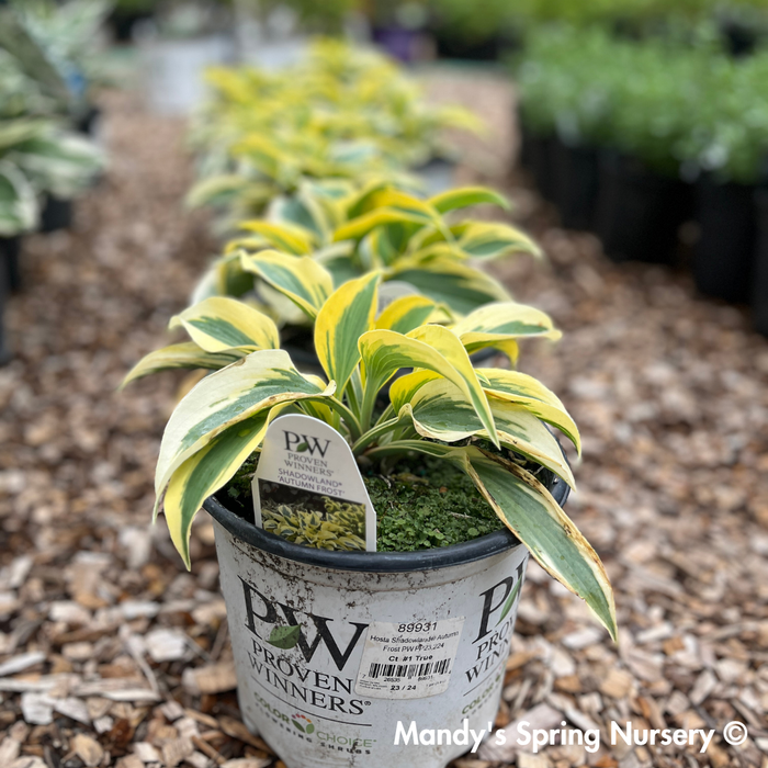 Autumn Frost Hosta