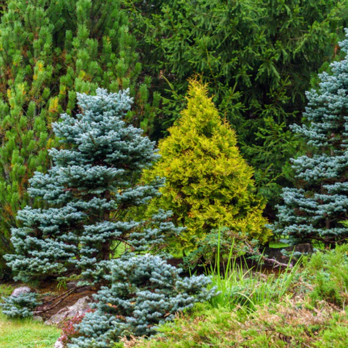 Baby Blue Spruce | Picea pungens 'Baby Blue'