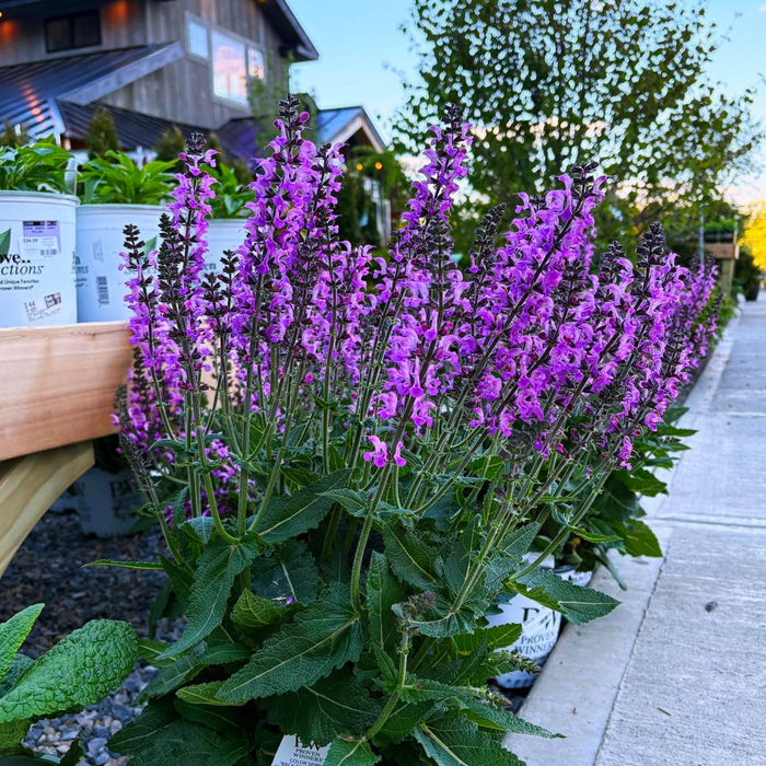 'Back to the Fuchsia' Salvia