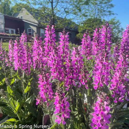 'Back to the Fuchsia' Salvia
