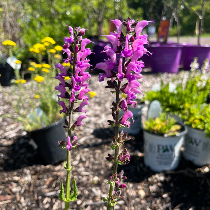 'Back to the Fuchsia' Salvia