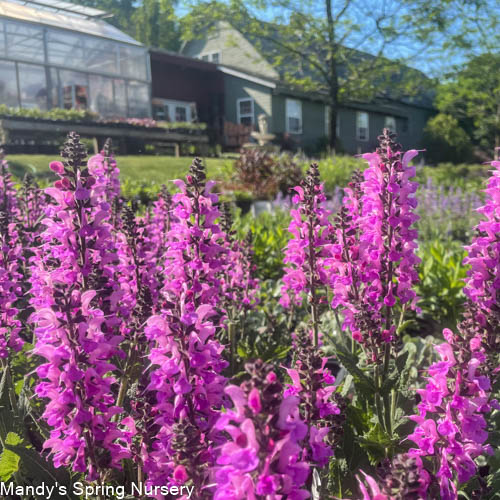 'Back to the Fuchsia' Salvia