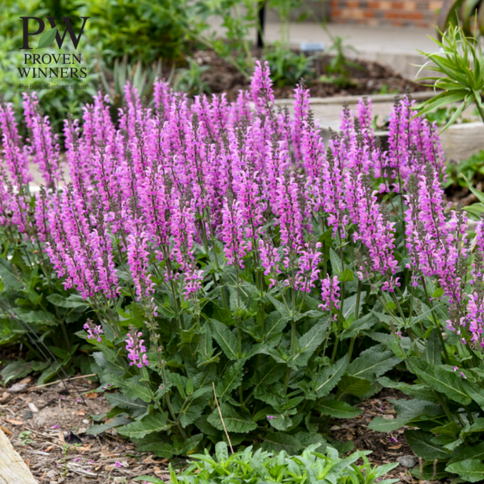 'Back to the Fuchsia' Salvia