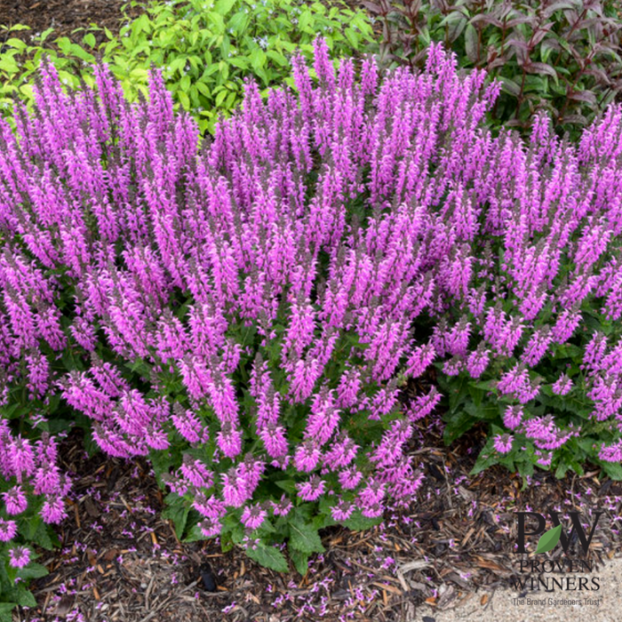'Back to the Fuchsia' Salvia