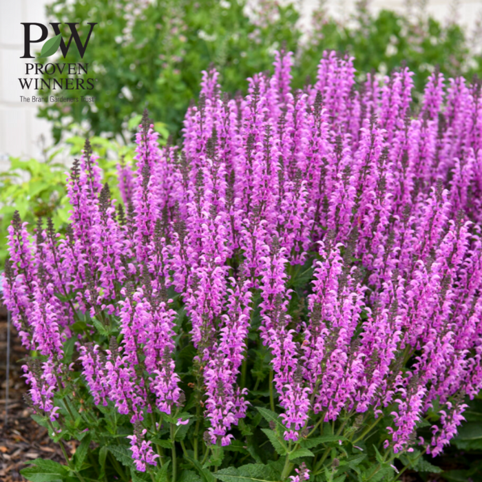 'Back to the Fuchsia' Salvia