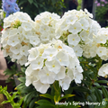 'Backlight' Luminary Tall Garden Phlox | Phlox paniculata