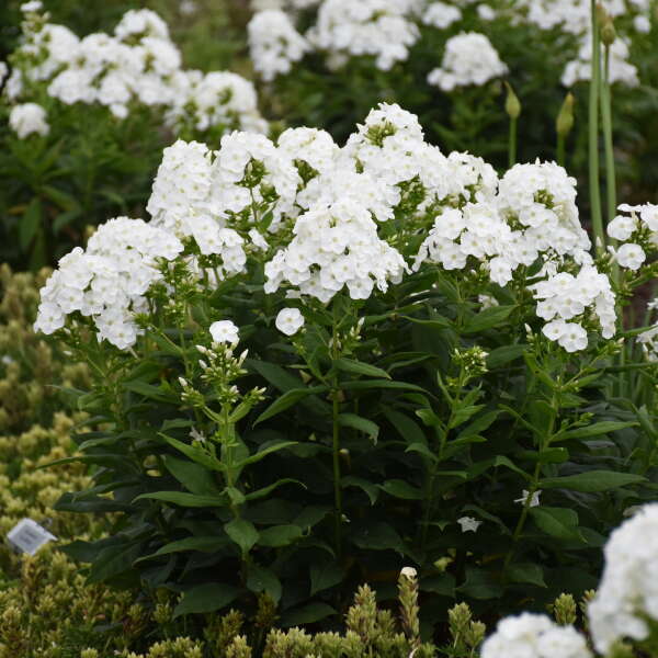 'Backlight' Luminary Tall Garden Phlox | Phlox paniculata