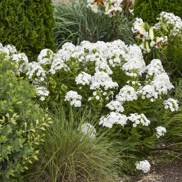 'Backlight' Luminary Tall Garden Phlox | Phlox paniculata