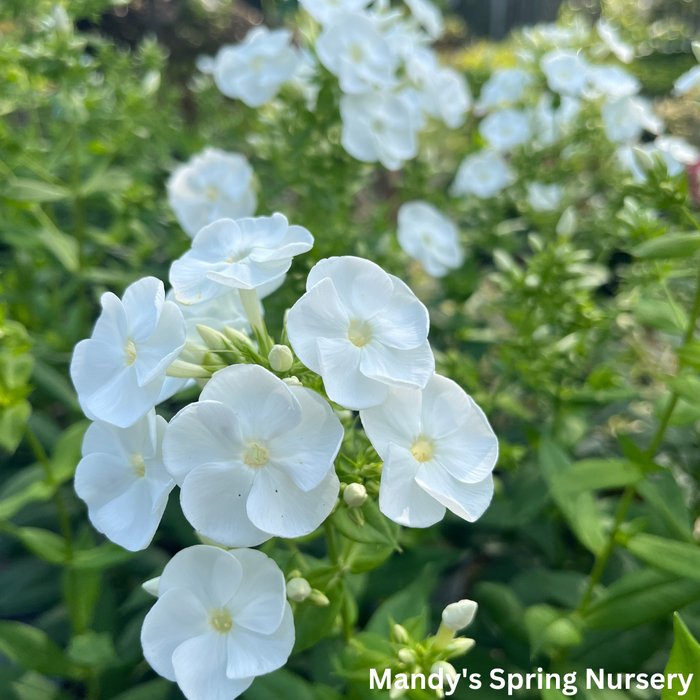 'Backlight' Luminary Tall Garden Phlox | Phlox paniculata