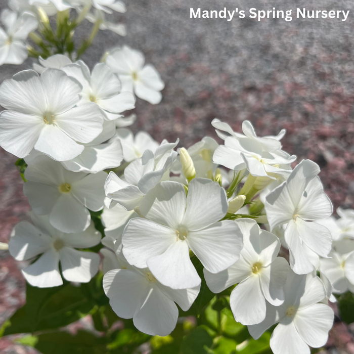 'Backlight' Luminary Tall Garden Phlox | Phlox paniculata