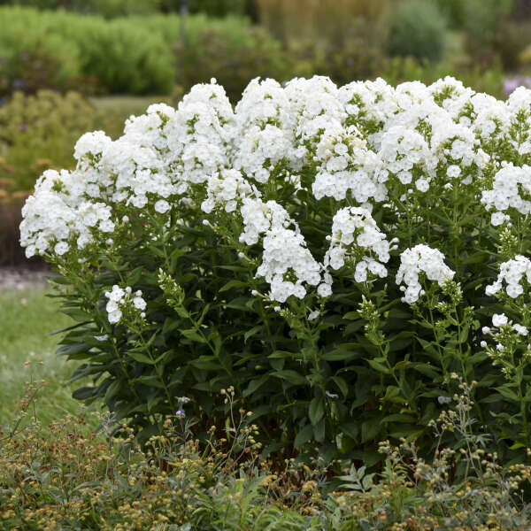 'Backlight' Luminary Tall Garden Phlox | Phlox paniculata