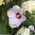 'Bali' Rose of Sharon | Hibiscus syriacus