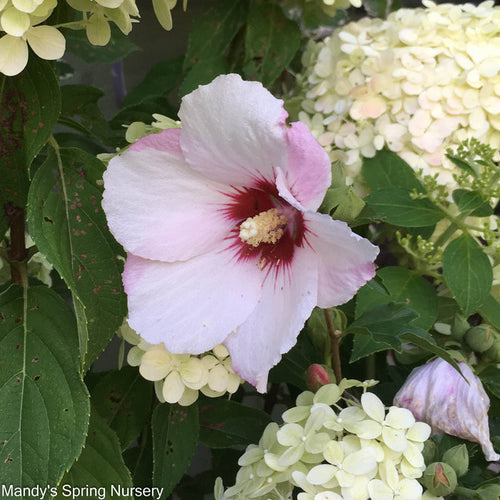 'Bali' Rose of Sharon | Hibiscus syriacus