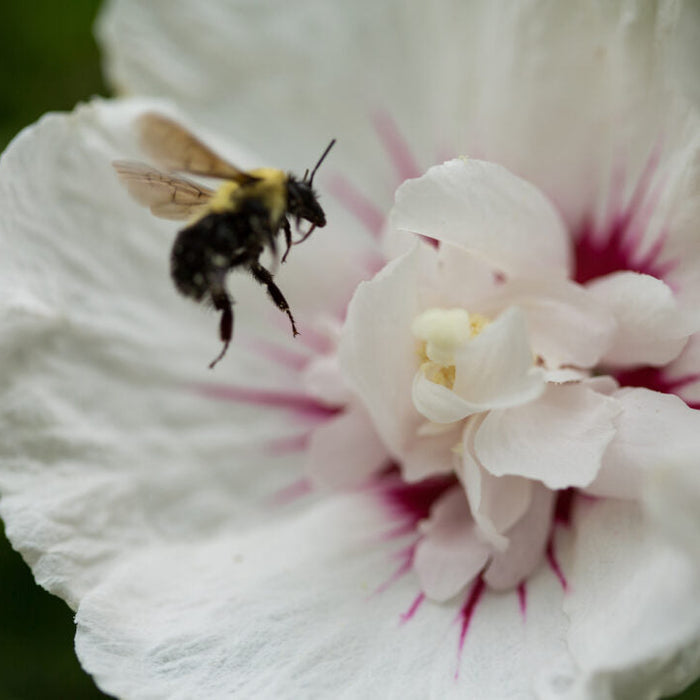'Bali' Rose of Sharon | Hibiscus syriacus