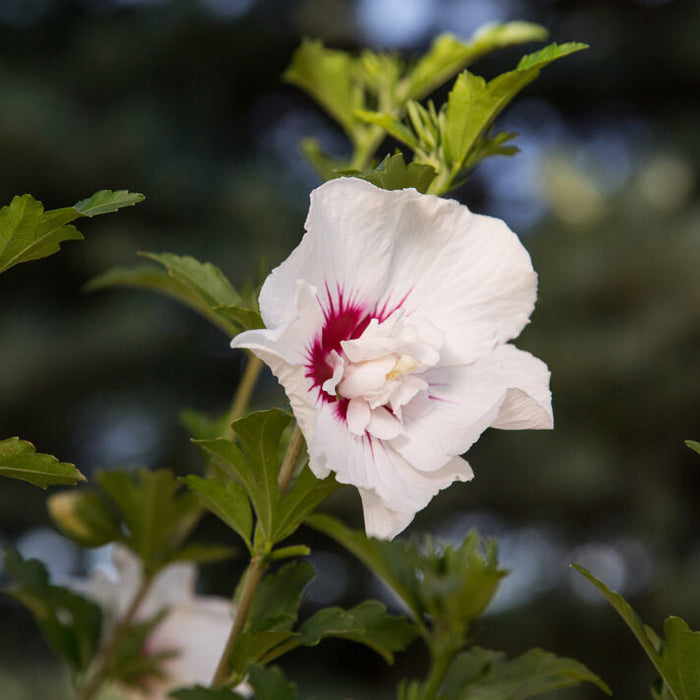 'Bali' Rose of Sharon | Hibiscus syriacus