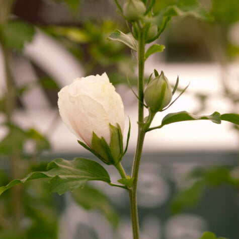 'Bali' Rose of Sharon | Hibiscus syriacus