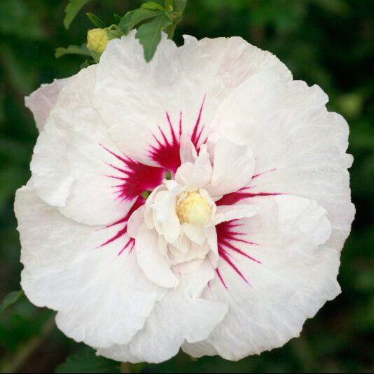 'Bali' Rose of Sharon | Hibiscus syriacus