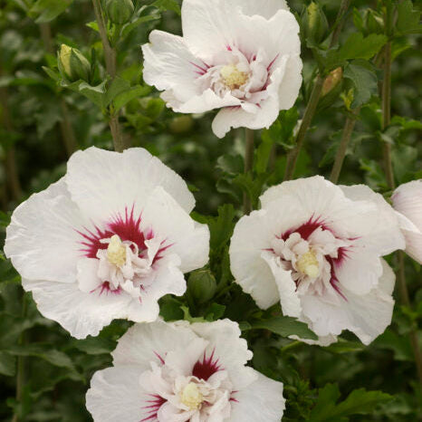 'Bali' Rose of Sharon | Hibiscus syriacus