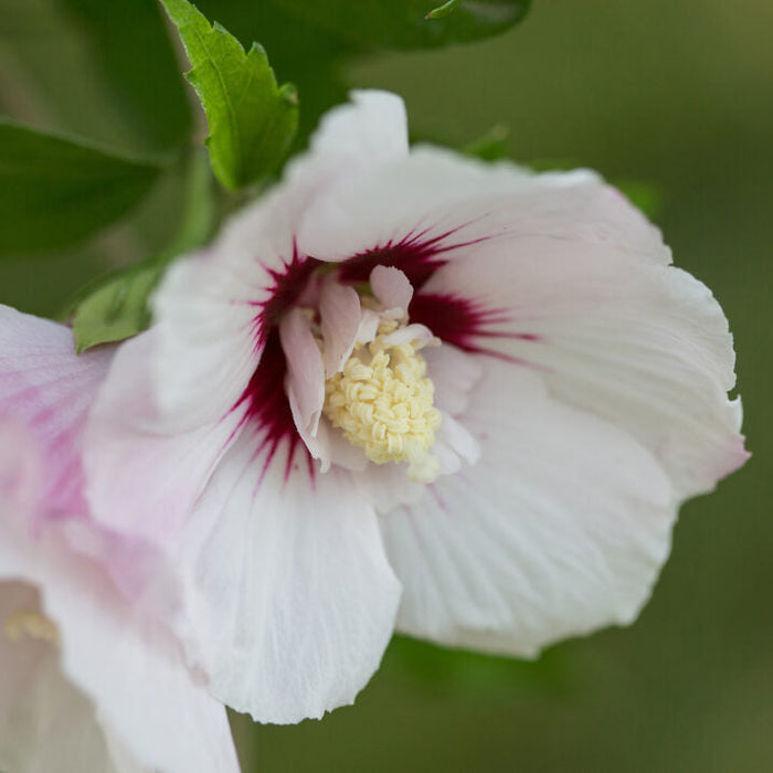'Bali' Rose of Sharon | Hibiscus syriacus
