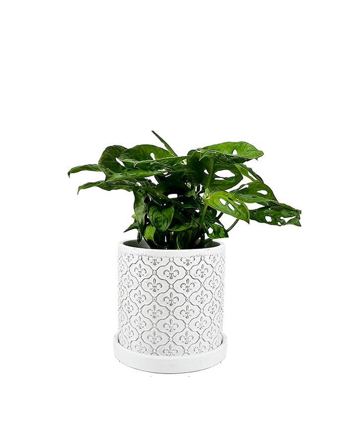 Balter Succulent Containers Cactus Pot And Saucer