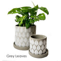 Balter Succulent Containers Cactus Pot And Saucer