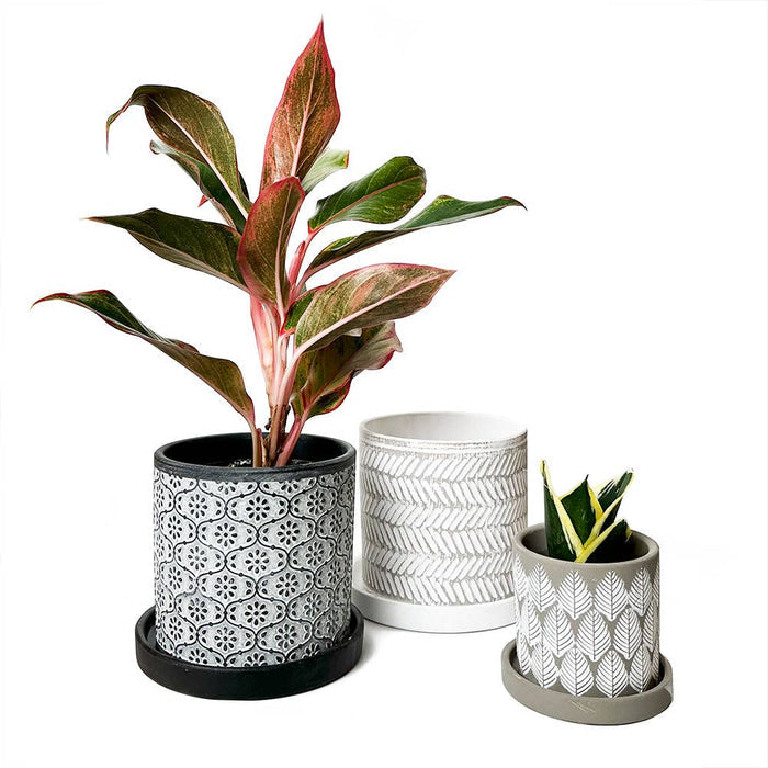Balter Succulent Containers Cactus Pot And Saucer