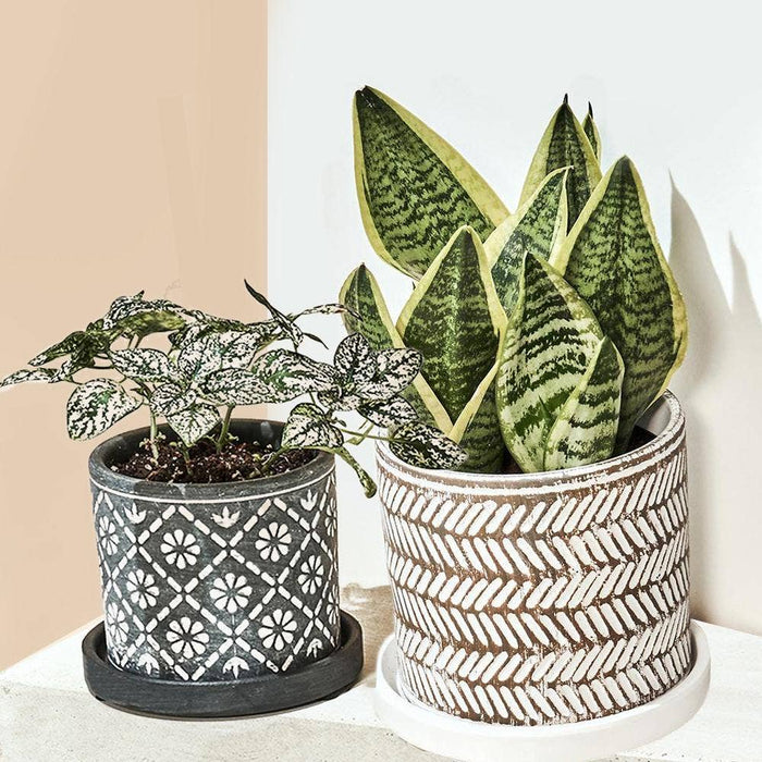 Balter Succulent Containers Cactus Pot And Saucer