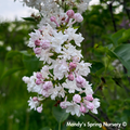 Beauty of Moscow Lilac | Syringa vulgaris