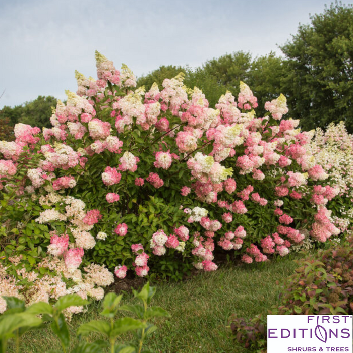 Berry White® Panicle Hydrangea | Hydrangea paniculata