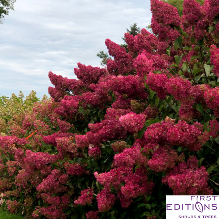 Berry White® Panicle Hydrangea | Hydrangea paniculata